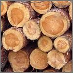 Abgelagertes Holz